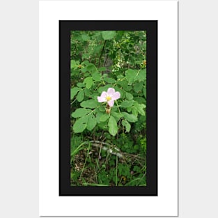 Wild Rose Posters and Art